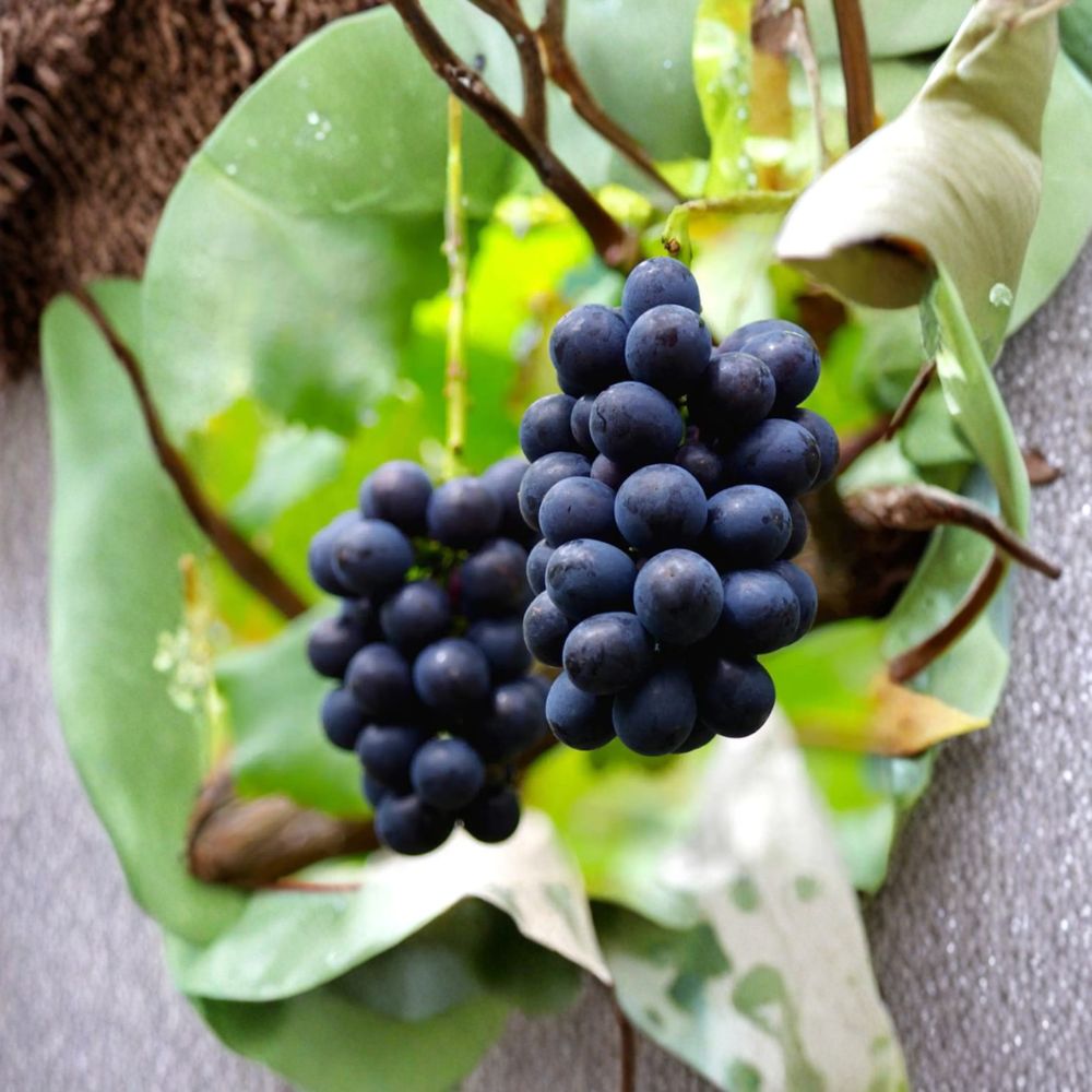 Nagano Purple Grape Cuttings – 5 Pack | Premium Japanese Seedless Table Grape