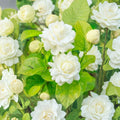 Arabian Jasmine ‘Grand Duke of Tuscany’ Live Starter Plant | Jasminum sambac | Fragrant Double White Flowers