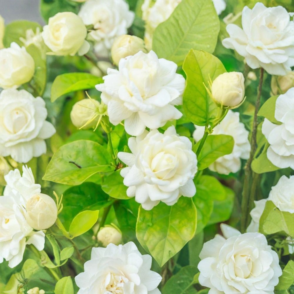 Arabian Jasmine ‘Grand Duke of Tuscany’ Live Starter Plant | Jasminum sambac | Fragrant Double White Flowers
