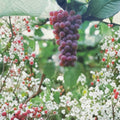 Red Flame Seedless Grape Vine – Live 1 Gallon Plant | Sweet Seedless Red Grapes for Home Garden