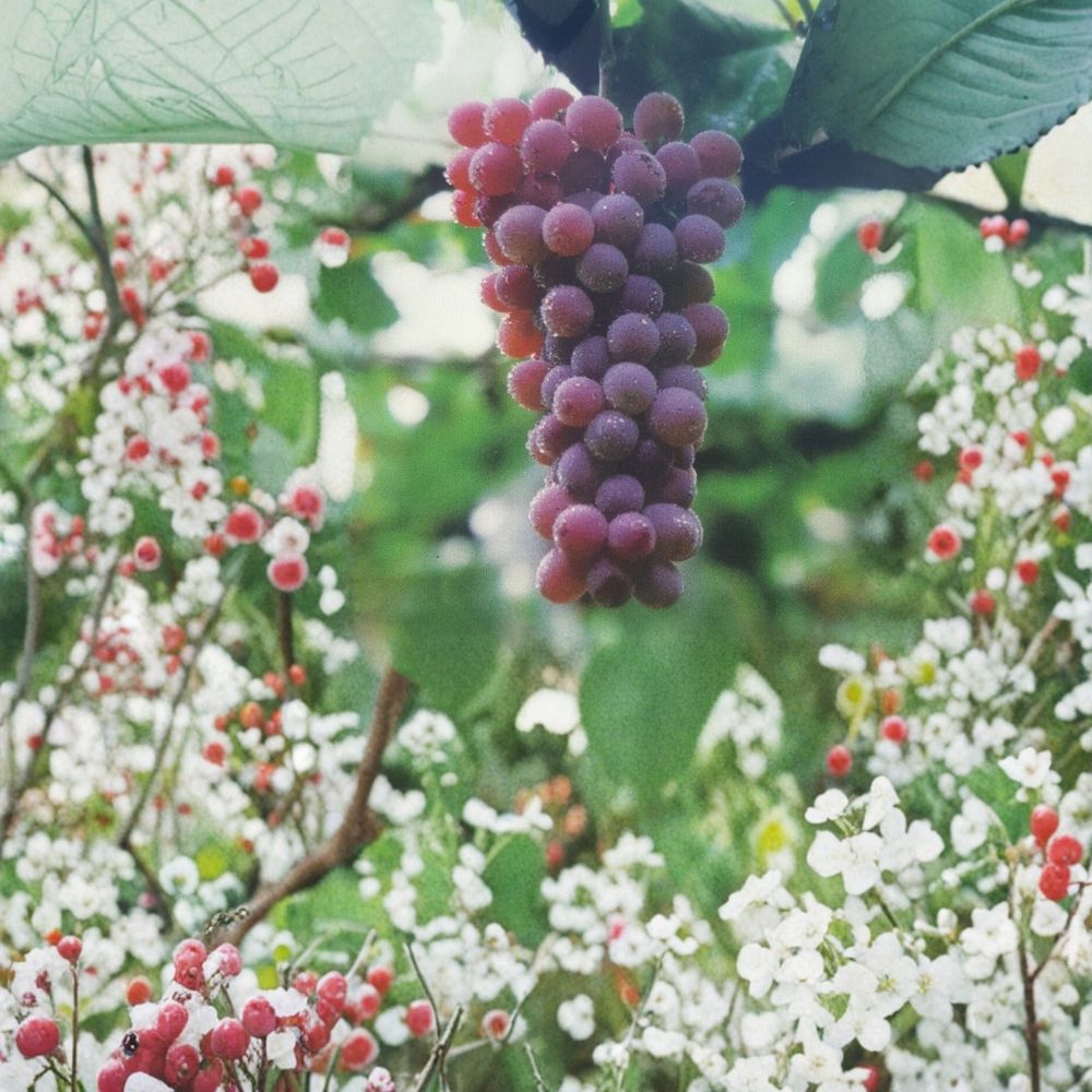 Red Flame Seedless Grape Vine – Live 1 Gallon Plant | Sweet Seedless Red Grapes for Home Garden