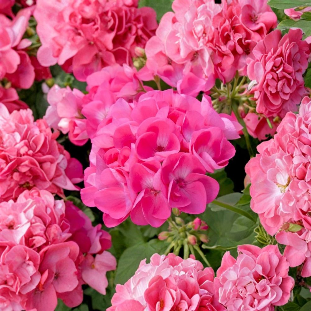 Pink Geranium Live Plant – Vibrant Pelargonium Starter for Patio & Garden