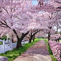 Yoshino Cherry Tree – Prunus × yedoensis | 2 Ft Bare Root Japanese Flowering Tree