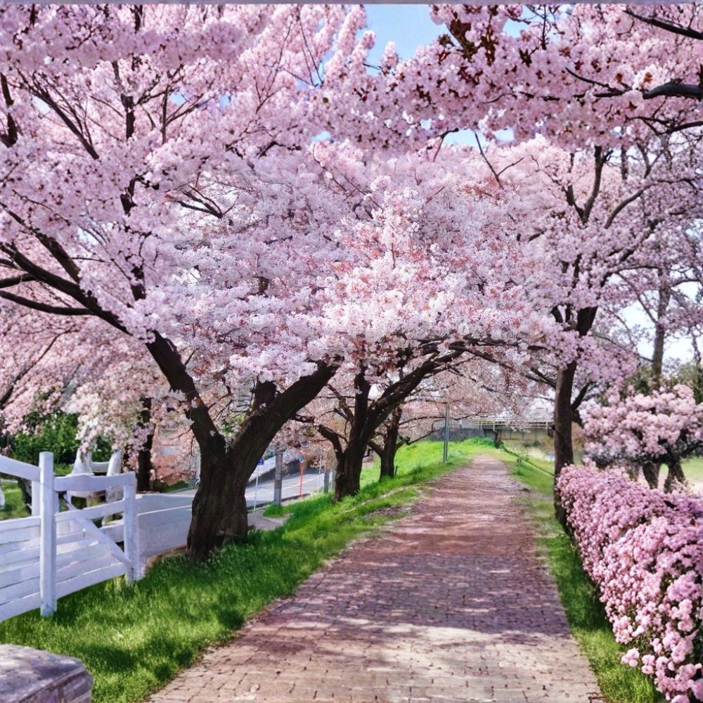 Yoshino Cherry Tree – Prunus × yedoensis | 2 Ft Bare Root Japanese Flowering Tree