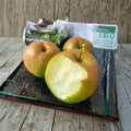 Yulu Fragrant Pear Tree – Pyrus spp. Bare Root | Asian Pear Hybrid on Pyrus betulifolia Rootstock