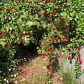 Wild Hawthorn Tree – Crataegus Live Plant | Chinese Hawthorn Rootstock | Hardy Wildlife Tree