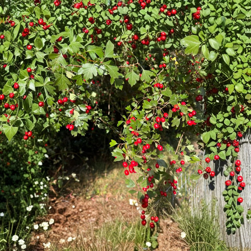 Wild Hawthorn Tree – Crataegus Live Plant | Chinese Hawthorn Rootstock | Hardy Wildlife Tree