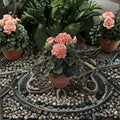 Geranium Bullseye Salmon Pelargonium Seeds | 1,000 Premium Seeds with Salmon Blooms & Chocolate Foliage