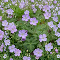 Wild Geranium Bare Roots – Geranium maculatum | 10 Native Perennial Plants for Shade Gardens