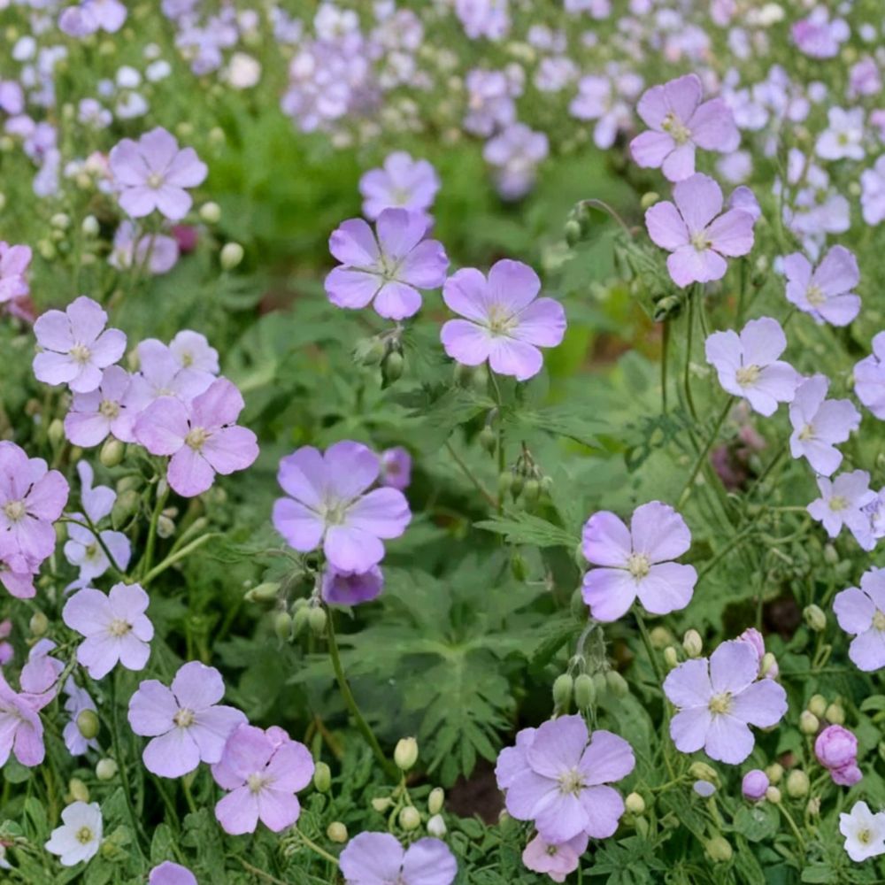 Wild Geranium Bare Roots – Geranium maculatum | 10 Native Perennial Plants for Shade Gardens