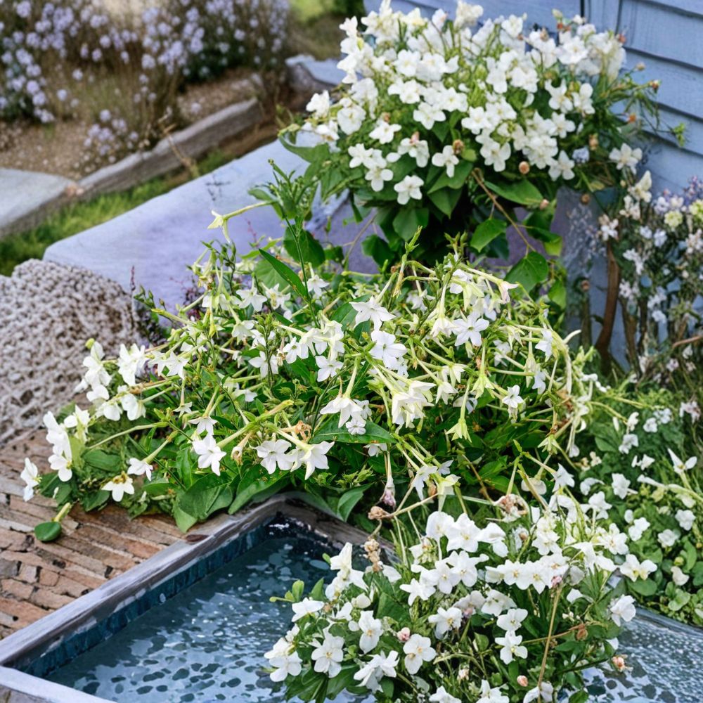 Aztec Nicotiana Seeds | 200 Nicotiana alata | Jasmine-Scented Ornamental Tobacco