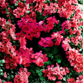 Fuchsia Ivy Leaf Geranium Seeds - Pelargonium Summer Showers | Trailing Hanging Basket Flowers