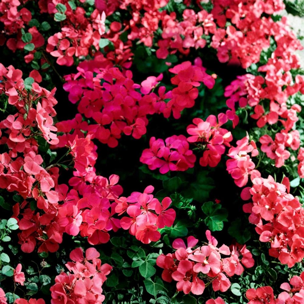 Fuchsia Ivy Leaf Geranium Seeds - Pelargonium Summer Showers | Trailing Hanging Basket Flowers