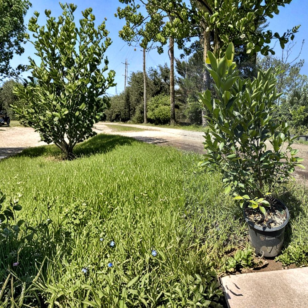 Calamansi Tree – Citrus × microcarpa Live Plant | 3 Gallon Potted Calamondin Citrus | Indoor Outdoor Tropical Fruit Tree