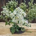 Dwarf Orange Jasmine Seeds – Murraya paniculata 20 Pack | Compact Fragrant Shrub for Indoor & Outdoor