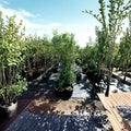 York Apple Tree - Live Fruit Tree 4-6 Feet Tall | Sweet Juicy Apples | Easy to Grow Orchard Tree