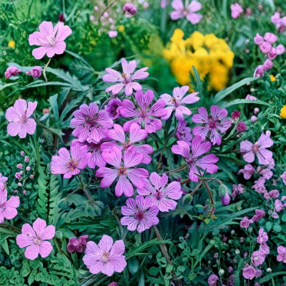 Tuberosum Geranium Seeds – 25+ Premium Flower Seeds for Patio & Balcony