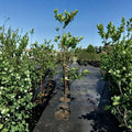 Katy Apricot Tree – Prunus armeniaca Live Tree | 4–6 Feet Tall | Sweet Juicy Apricots | Midseason Harvest