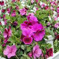 Martha Washington Geranium Cuttings – Pelargonium Live Plant Cuttings with Rose Pink Blooms | 6 Unrooted Cuttings
