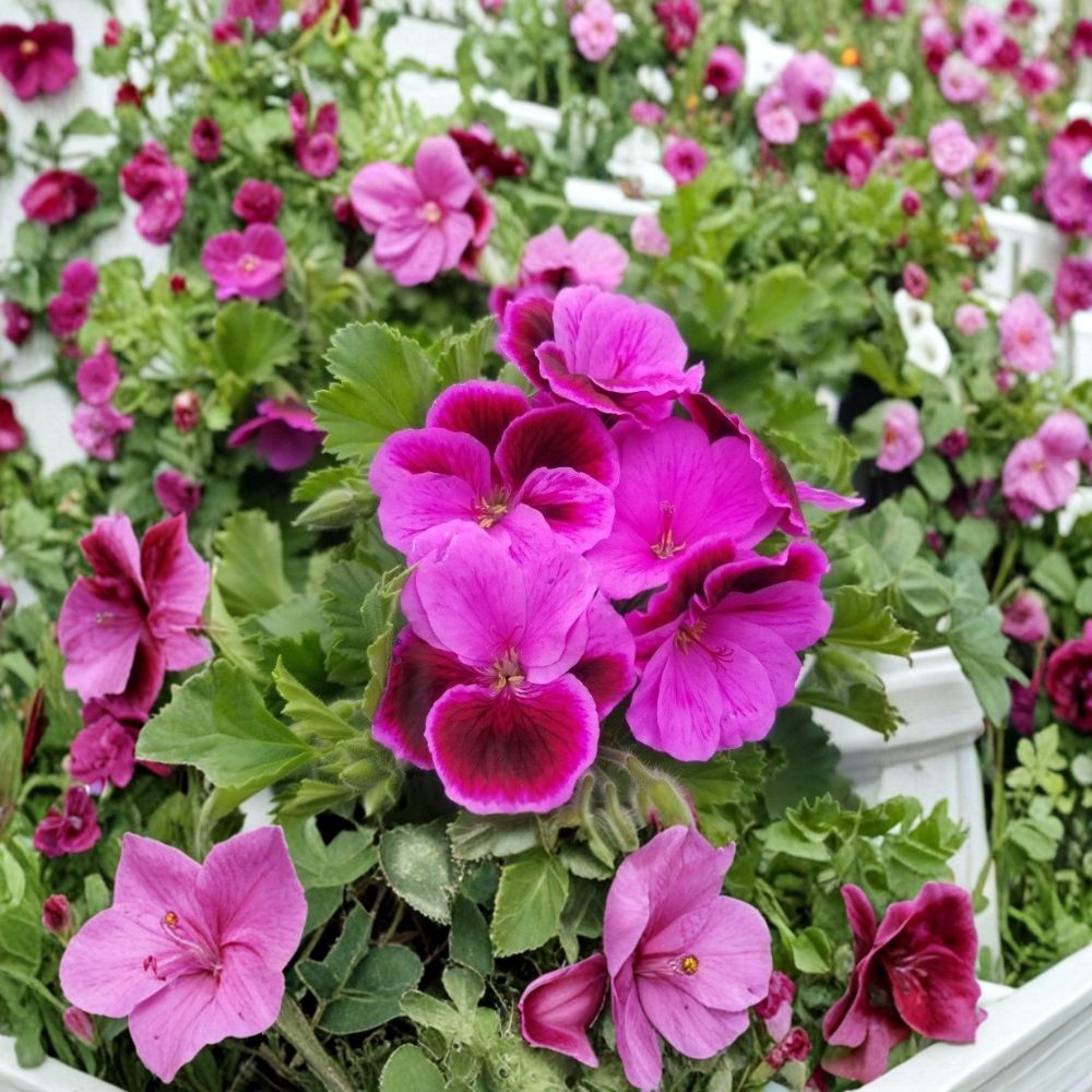 Martha Washington Geranium Cuttings – Pelargonium Live Plant Cuttings with Rose Pink Blooms | 6 Unrooted Cuttings