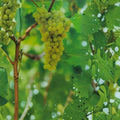 Lakemont Seedless White Grape Vine Live Plant | 2 Gallon | Self-Fertile Table Grapes