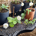 Grand Duke of Tuscany Jasmine Plant – Jasminum sambac Live Starter | Fragrant Double Bloom Jasmine