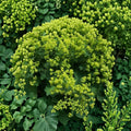 Lady’s Mantle Select Robustica Seeds – 250 Alchemilla mollis Hardy Perennial Cottage Garden Flower