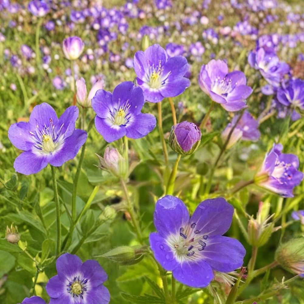 Amy Doncaster Geranium Seeds – 25+ Premium Pelargonium Flower Seeds for Garden & Patio