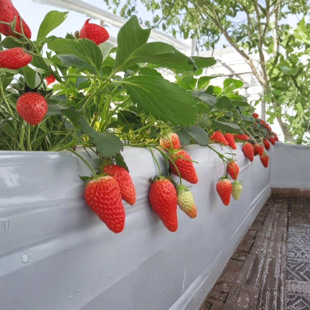 Akihime Strawberry Plants – 6 Pack Bare Root Japanese Sweet Strawberries