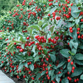 Goumi Berry Seeds – Elaeagnus multiflora – Rare Cold Hardy Edible Fruit Shrub for Permaculture & Garden