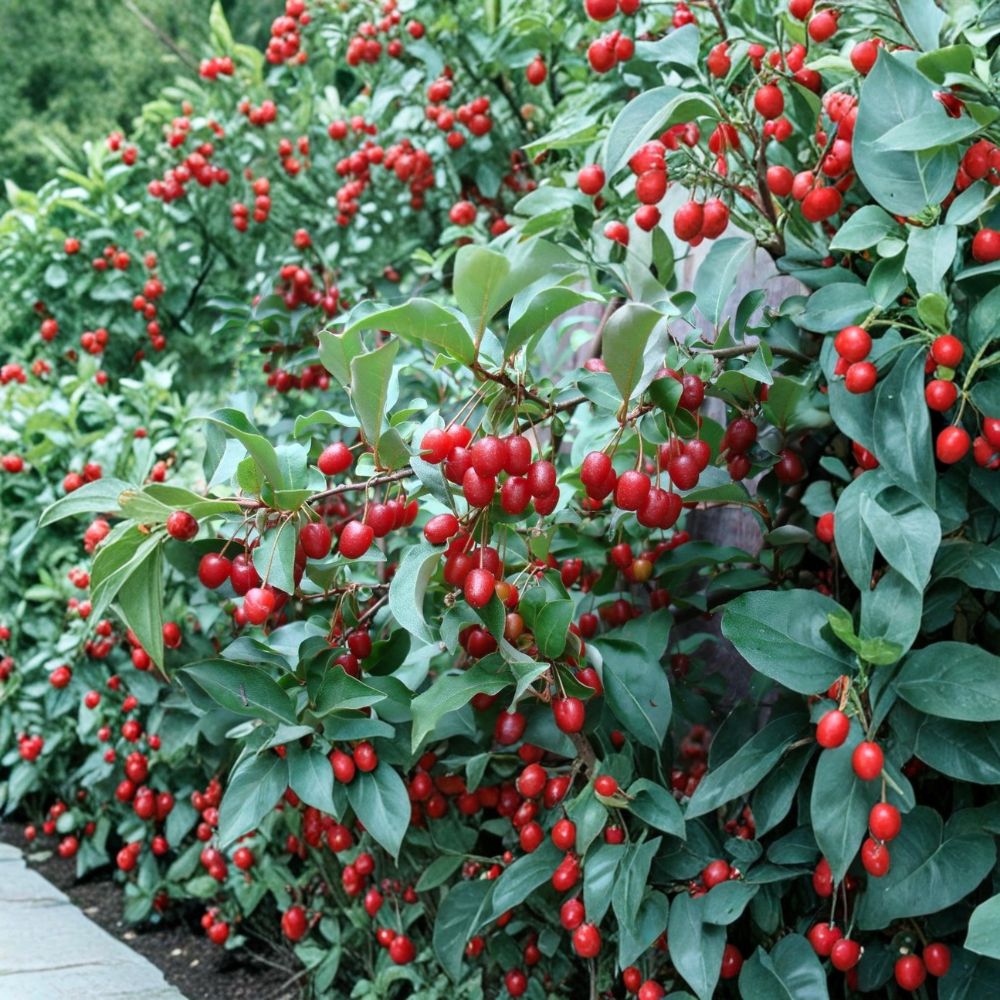 Goumi Berry Seeds – Elaeagnus multiflora – Rare Cold Hardy Edible Fruit Shrub for Permaculture & Garden