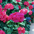 Saturn Salmon Glow Geranium Seeds – 15 Pelargonium Flower Seeds for Pots & Gardens