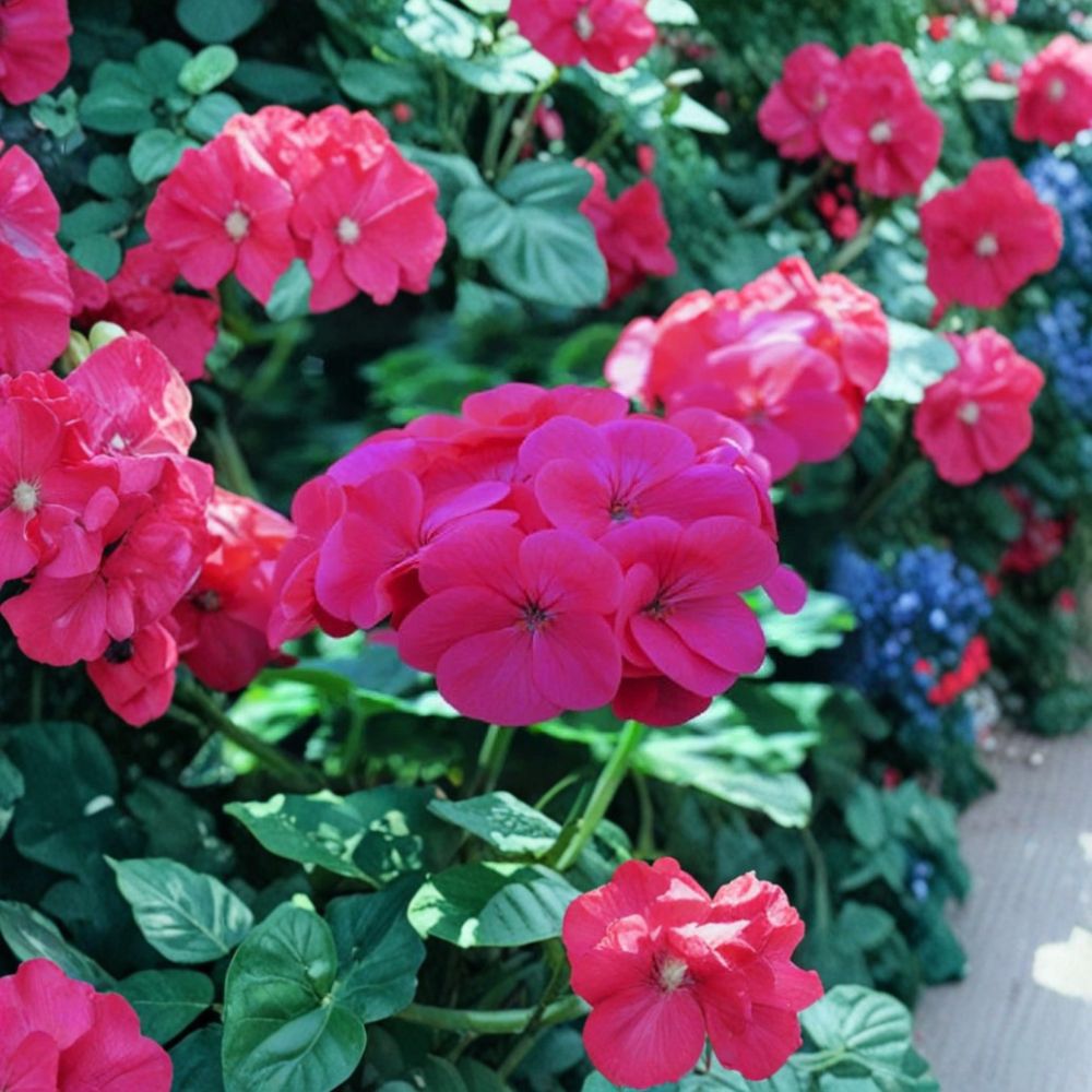 Saturn Salmon Glow Geranium Seeds – 15 Pelargonium Flower Seeds for Pots & Gardens