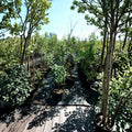 Enterprise Apple Tree - Live 4-6 Ft Fruit Tree | Disease Resistant, Crisp Juicy Apples