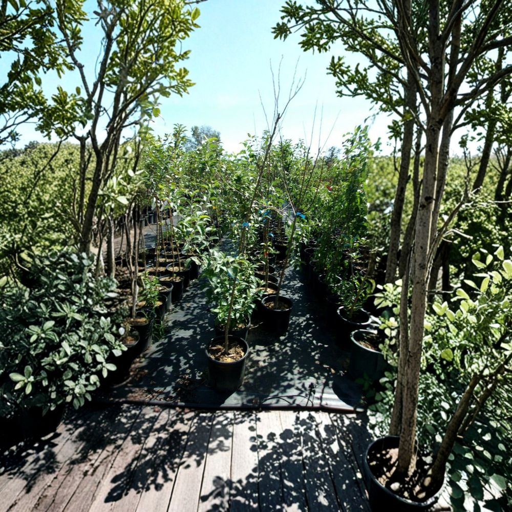 Enterprise Apple Tree - Live 4-6 Ft Fruit Tree | Disease Resistant, Crisp Juicy Apples