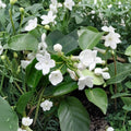 Madagascar Jasmine Seeds – Stephanotis floribunda 5 Seeds | Fragrant White Flower Vine