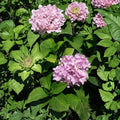 Nikko Blue Hydrangea - Hydrangea macrophylla Live Shrub | 3 Gallon | Large Blue Flowers