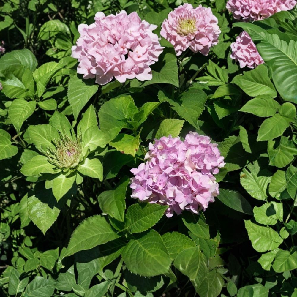 Nikko Blue Hydrangea - Hydrangea macrophylla Live Shrub | 3 Gallon | Large Blue Flowers