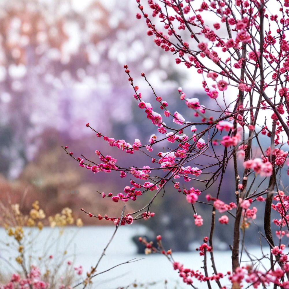 Peggy Clarke Flowering Apricot Tree – Prunus mume Live Plant | 30” Tall Japanese Ume Bonsai with Fragrant Pink Blossoms