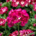 Bright Pink Geranium Seeds – Pelargonium zonale | 10 Seeds | Pollinator Friendly | Patio & Garden
