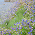 Pratense Geranium Seeds – 25+ Premium Flower Seeds for Patio & Garden