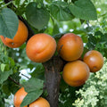 Tomcot Apricot Tree – Prunus armeniaca Bare Root | 3 Feet Tall | Early Harvest Sweet Apricot | Cold Hardy Fruit Tree