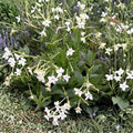 Jasmine Tobacco Seeds Nicotiana alata 20+ Pack | Fragrant Evening Blooms | Pollinator Friendly