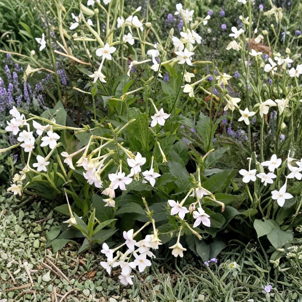 Jasmine Tobacco Seeds Nicotiana alata 20+ Pack | Fragrant Evening Blooms | Pollinator Friendly