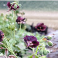 Taff's Jester Geranium Seeds – 25+ Vibrant Flower Seeds for Containers & Borders