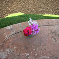 Ivy Geranium Cuttings Mix – 9 Fresh Pelargonium Cuttings in 4 Colors for Rooting