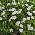 Wild Gardenia Seeds – Gardenia thunbergia (5 Seeds) | Rare Fragrant White Flower Shrub