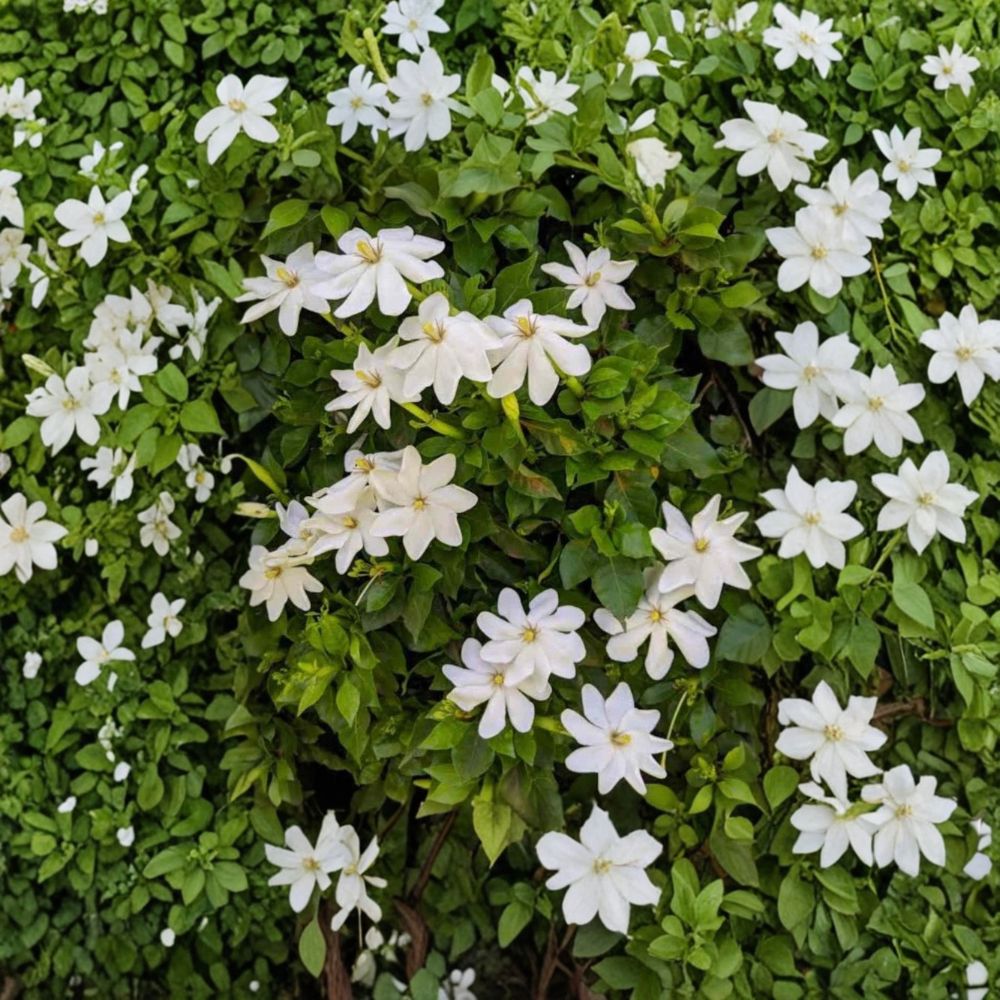 Wild Gardenia Seeds – Gardenia thunbergia (5 Seeds) | Rare Fragrant White Flower Shrub