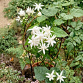 Belle of India Jasmine Live Plant | Jasminum sambac | 4 Inch Pot | Double White Fragrant Blooms