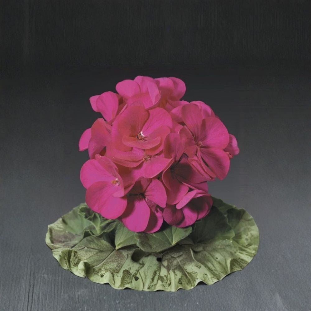 Ringo Violet Geranium Seeds - 15 Premium Early Blooming Pelargonium Seeds for Patio & Window Boxes